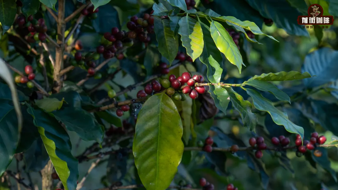 How to Brew Coffee Cherry Tea (Cascara): A Complete Guide from Production to Flavor, Strength, and Brewing Techniques
