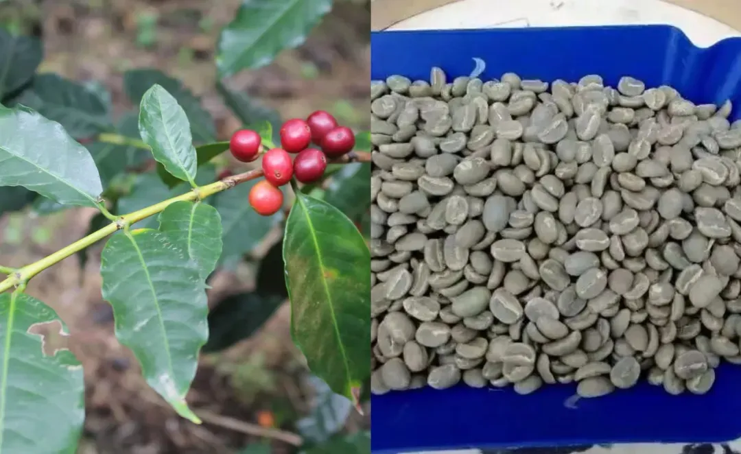 Analysis of the Three Classic Arabica Varieties: The Flavors and History of Typica, Bourbon, and Geisha