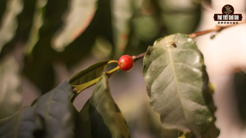 A Comprehensive Guide to the Coffee Belt: Yunnan Region's Advantages and Comparison with Major Global Growing Areas