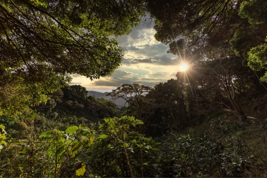 Decoding the Flavors of Panama Elida Geisha: The Lamastus Family’s Century-Old Cultivation and Natural Processing Mastery