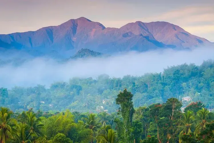 A Complete Guide to Jamaica Blue Mountain Coffee Region | The True Definition of Blue Mountain & Flavors of Renowned Estates