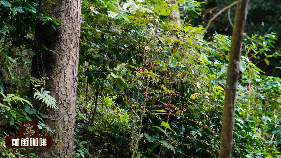 What’s the difference between Arabica and Robusta beans? Understand everything from appearance to flavor in one go
