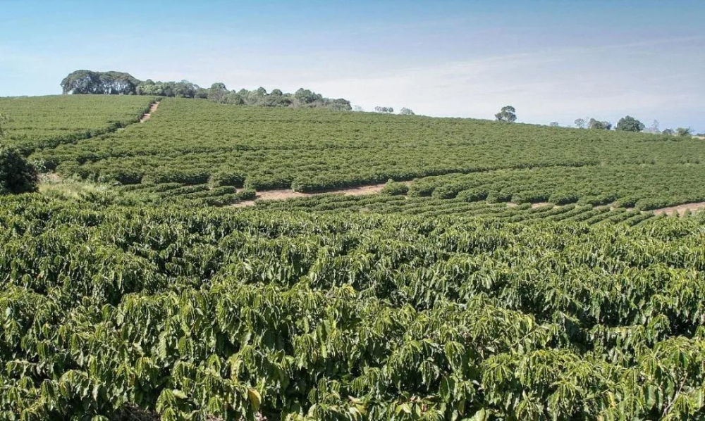 How the Federal Reserve's rate cut impacts the global coffee supply chain, and how Brazil's drought and the EUDR regulations are shaping market trends