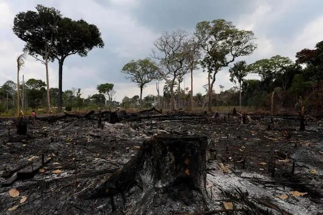 Brazil hit by drought and fires: 2025 coffee harvest may be delayed until 2027, exports down and prices soar