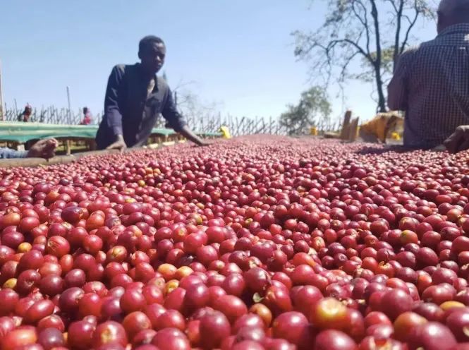 Unveiling the Flavors of Ethiopia's Guji Region: How to Brew the Huakui Coffee Beans for an Amazing Cup?