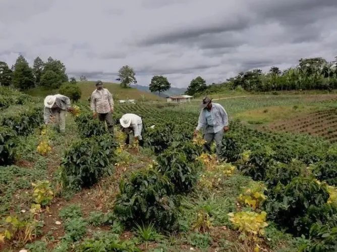 A Complete Guide to Honduras' Six Major Coffee Regions: From Montecillos Flavors to the Carballo Family