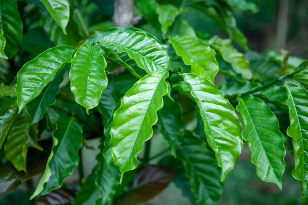 The Origins and Global Distribution of Robusta Coffee: Analysis of Growing Region Characteristics and Market Role