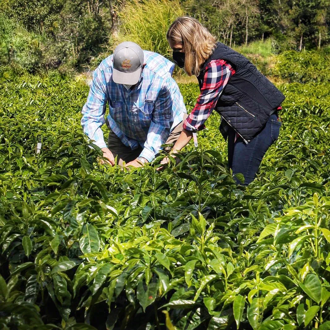 In-depth Analysis of Jensen Estate Geisha Beans: The Sun-Dried Flavors and Cultivation Secrets of a Panamanian BOP Contender