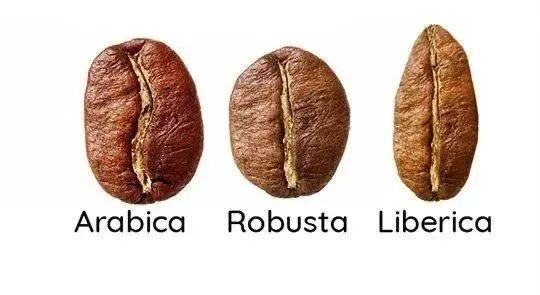The Origins and Global Distribution of Robusta Coffee: Analysis of Growing Region Characteristics and Market Role