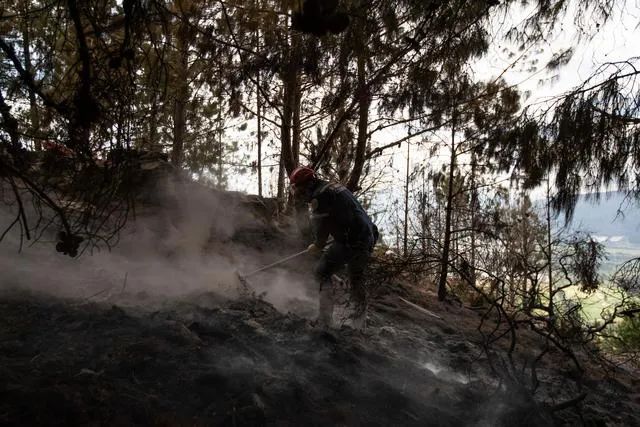 Behind Colombia's Declining Coffee Production: How Drought and Forest Fires Impact Global Supply?