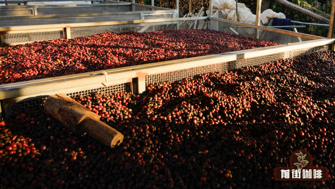 Three Coffee Processing Methods: Natural, Washed, and Pulped Natural – How They Affect Flavor? A Must-Read for Beginners