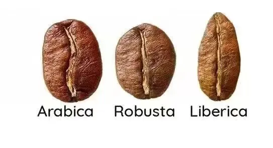What’s the difference between Arabica and Robusta beans? Understand everything from appearance to flavor in one go