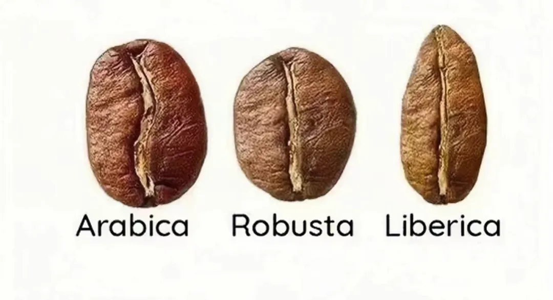 The Evolution of Yunnan Small-Bean Coffee: From Typica to Catimor, A Century of Industry Transformation