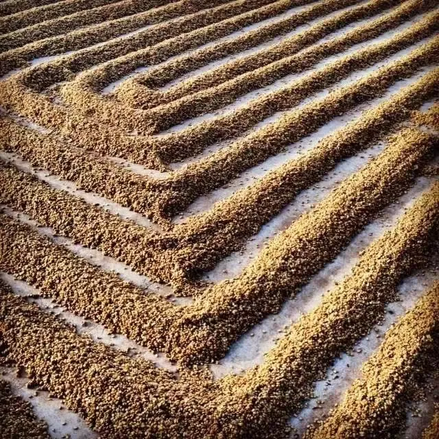 Three Coffee Processing Methods: Natural, Washed, and Pulped Natural – How They Affect Flavor? A Must-Read for Beginners