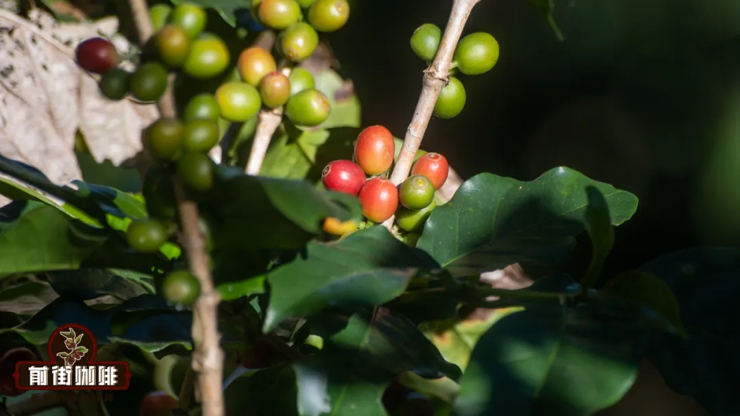 The Evolution of Yunnan Small-Bean Coffee: From Typica to Catimor, A Century of Industry Transformation