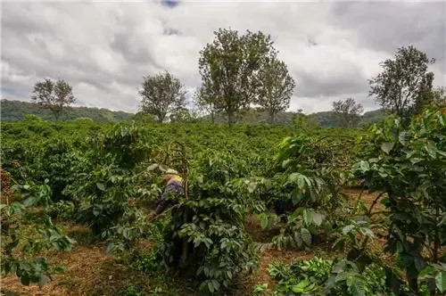 How to Brew Tanzanian Kilimanjaro Coffee? A Complete Guide to Pour Over Flavor & Regional Grading