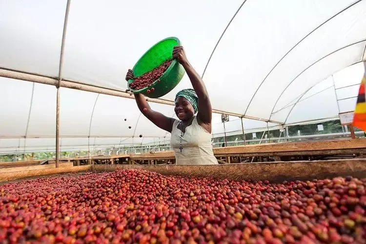 Uganda's coffee exports surge: China-Africa cooperation drives high-quality Robusta into the Chinese market