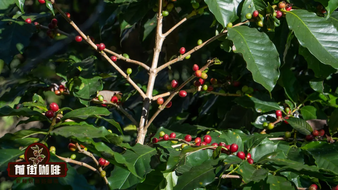 How to distinguish between hard and soft coffee beans? Understanding coffee quality and brewing challenges through altitude classification