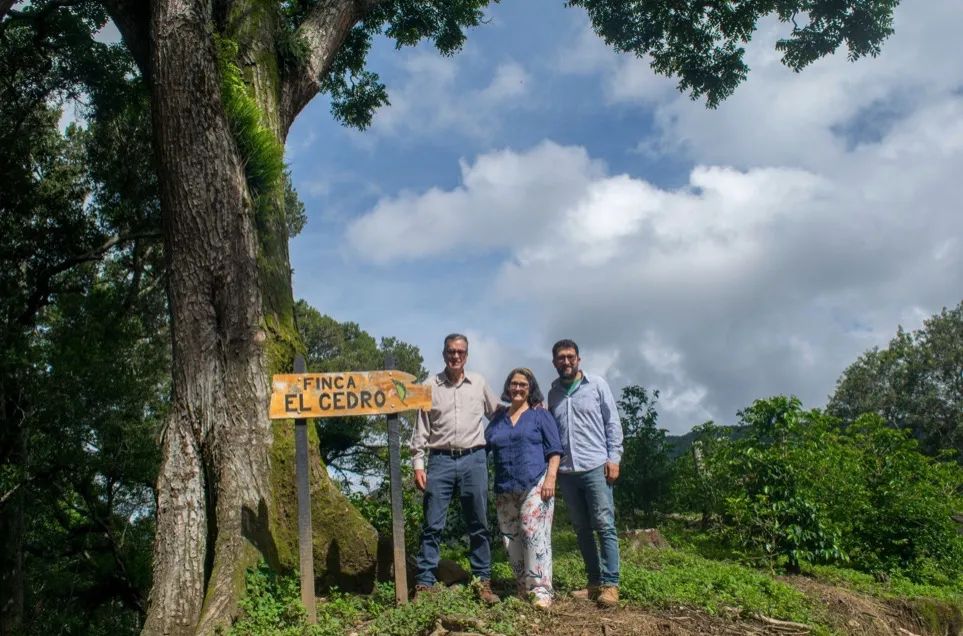 Analysis of Representative Estates and Honey Processing Methods in Costa Rica’s Tarrazú Region: The COE Journey of Cedar Estate