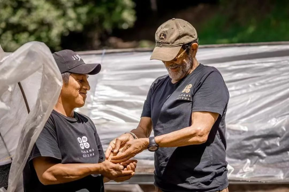 A Complete Guide to Panama Aurora Estate Geisha: Ironman Champion & Catalina Natural Flavor Profile