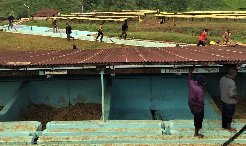 What is the terroir flavor of specialty coffee? How do soil, climate, and altitude influence coffee flavors?