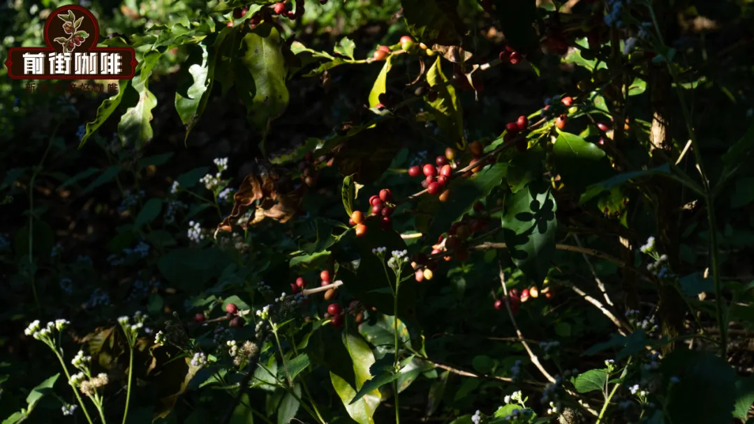 The Evolution of Yunnan Small-Bean Coffee: From Typica to Catimor, A Century of Industry Transformation