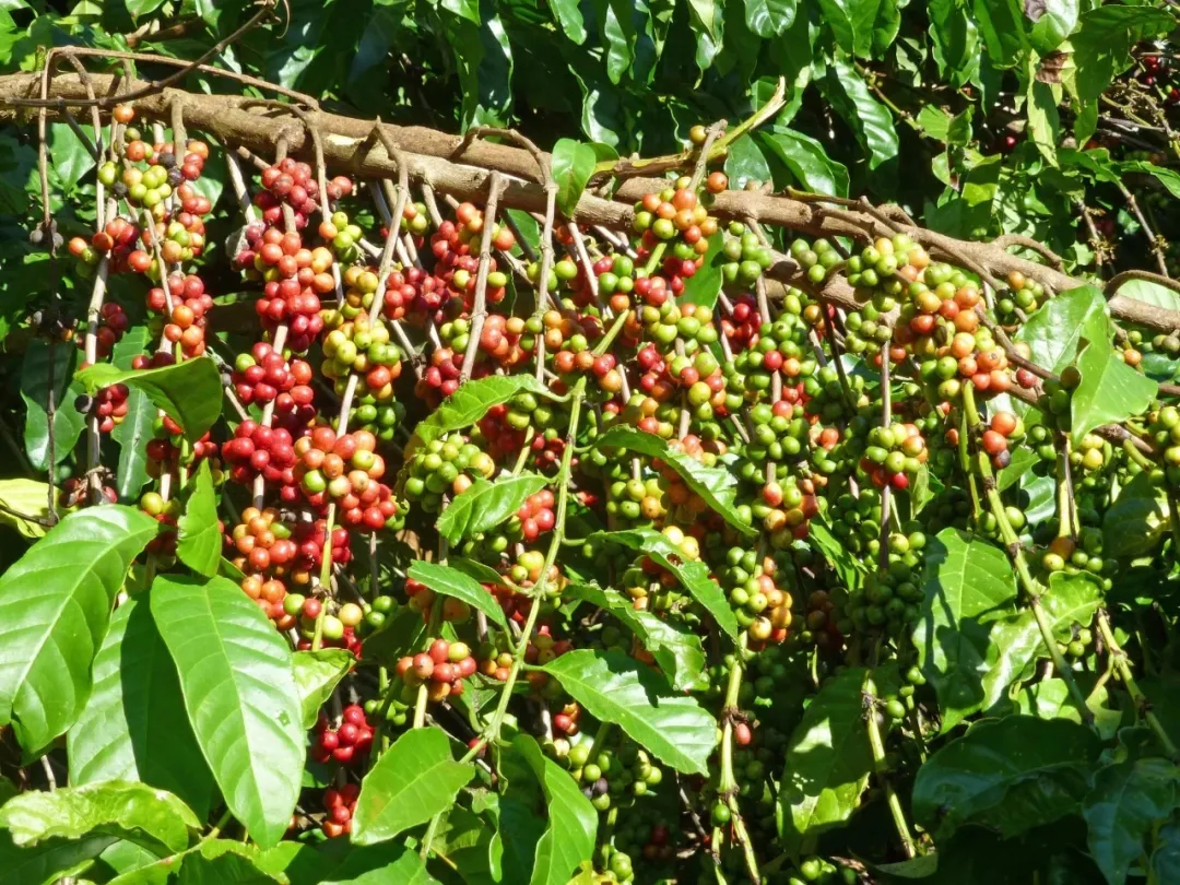 What’s the difference between Arabica and Robusta beans? Understand everything from appearance to flavor in one go