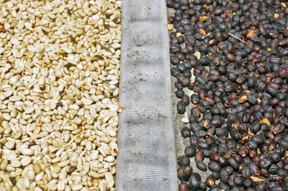 A Complete Guide to Costa Rica Honey Processing: Flavor Differences from Yellow Honey to Grape Honey and Processing Secrets