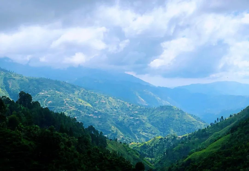 Why is Jamaican Blue Mountain coffee so expensive? Savor the flavors and origins of the