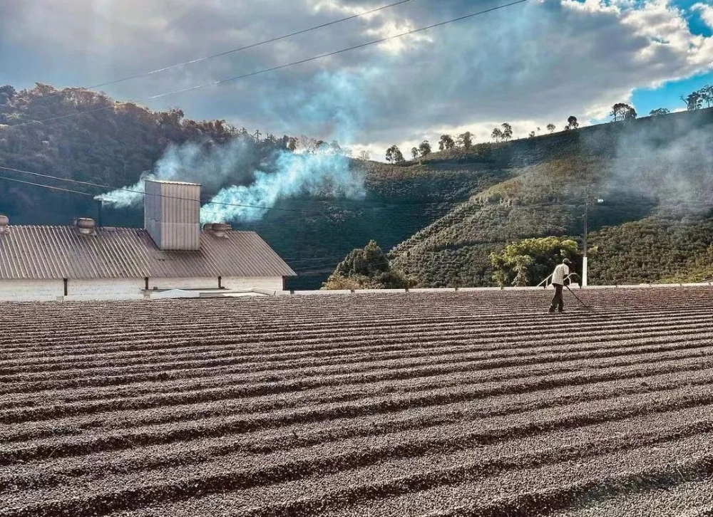 A Complete Guide to Brazil's Pulped Natural Processing Method: Flavor, Craftsmanship, and Analysis of Three Premium Coffee Regions