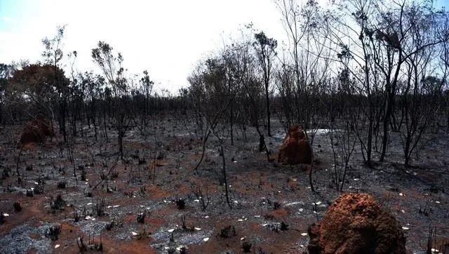 Brazil faces double blow of drought and fires—coffee production may plummet nearly 7%. What now?