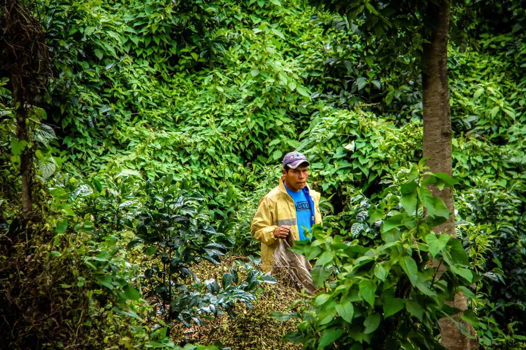 Decoding the Flavors of Panama Deborah Geisha: CM Carbonic Maceration Processing and High-Altitude Cultivation in Volcán