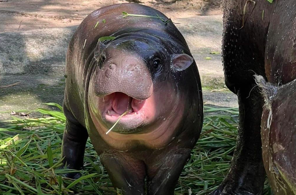 Thai hippo coffee Moo Deng goes viral: How a 99-baht limited edition dessert captured hearts online