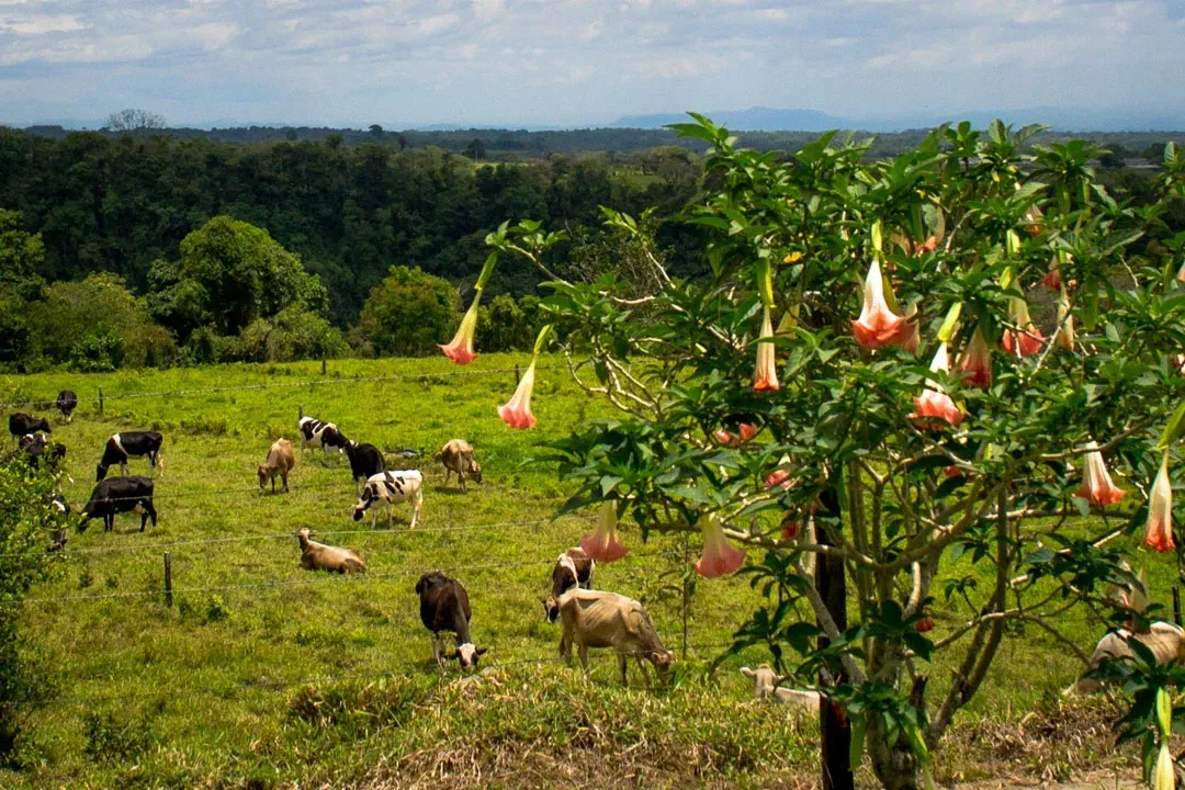 Decoding the Flavors of Panama Deborah Geisha: CM Carbonic Maceration Processing and High-Altitude Cultivation in Volcán