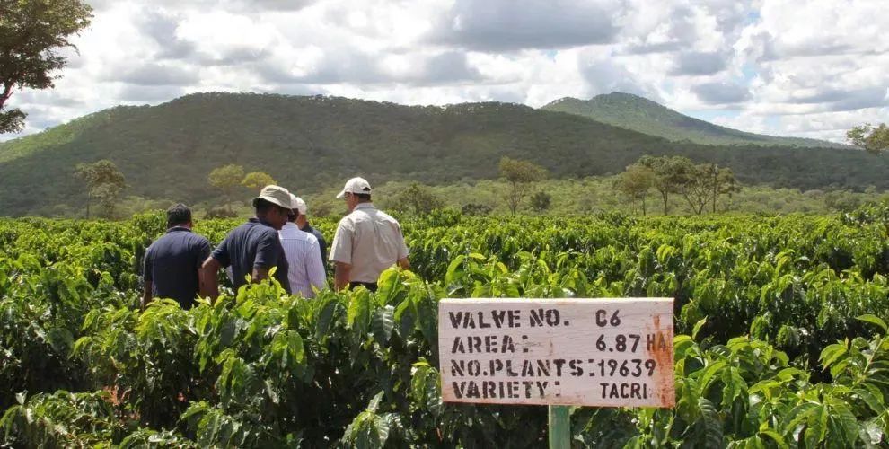 Complete Guide to Tanzanian Coffee Regions and Flavors: Choosing Coffee Beans from Highlands to Lowlands