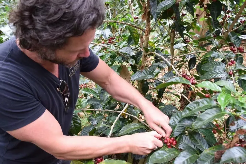 Decoding the Flavors of Panama Deborah Geisha: CM Carbonic Maceration Processing and High-Altitude Cultivation in Volcán