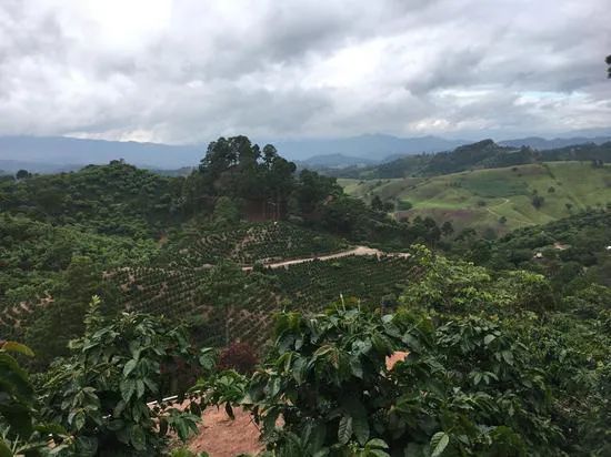 Flavor Profile and COE Winning Secrets of Honduras Sweet Orange Estate High-Altitude Specialty Coffee