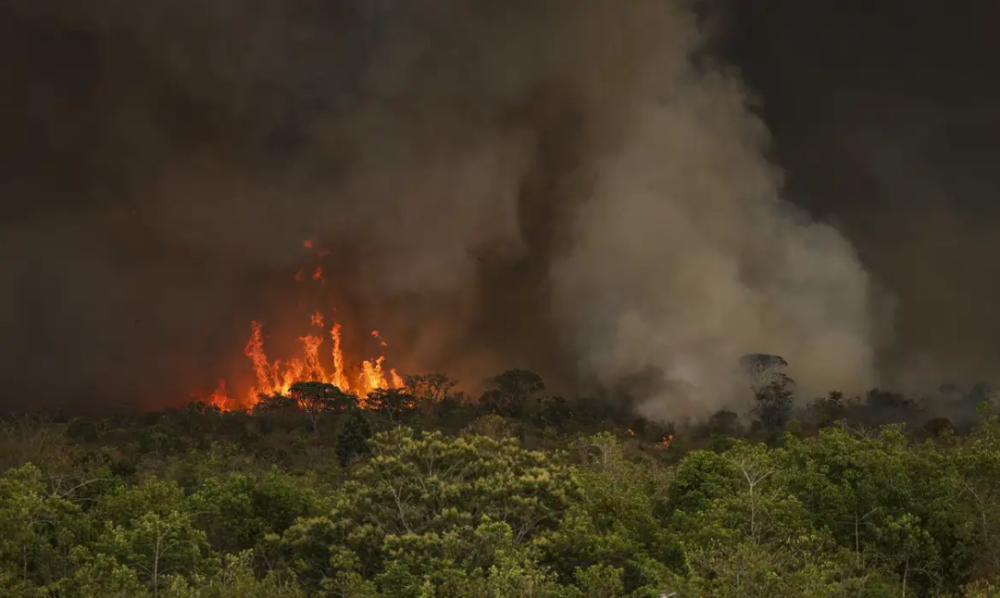 Brazil faces drought and wildfires, posing a challenge of reduced production for the 2024 coffee season