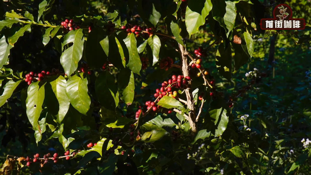 What's the difference between Arabica and Robusta? Why is Geisha coffee so expensive? How many coffee trees do you need to grow at home?