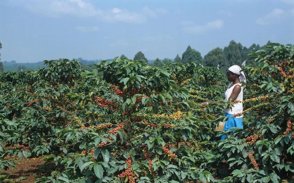 The Secret Behind Kenya Coffee's Bold Acidity: A Complete Guide to the K72 Processing Method and SL28/SL34 Varieties