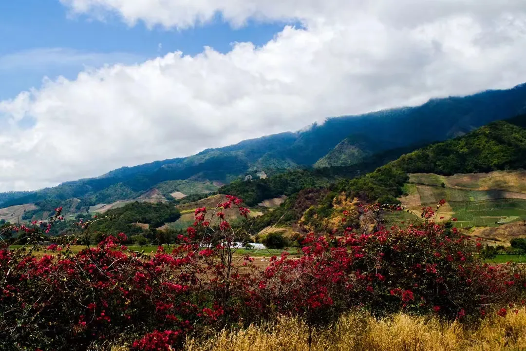 Decoding the Flavors of Panama Deborah Geisha: CM Carbonic Maceration Processing and High-Altitude Cultivation in Volcán
