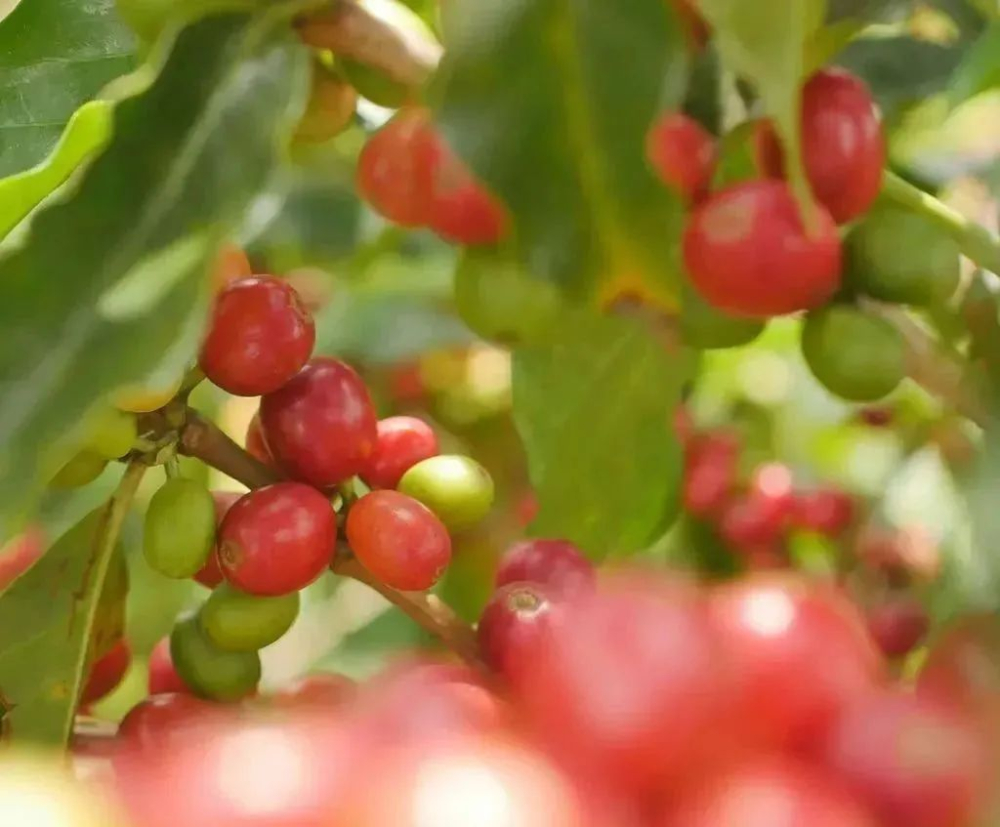 Bourbon Coffee Variety Color Guide: Red, Yellow, Orange, Pink – Characteristics & Flavor Differences