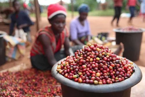 Kenya plans to establish a national coffee brand but faces dual challenges of production and EU regulations
