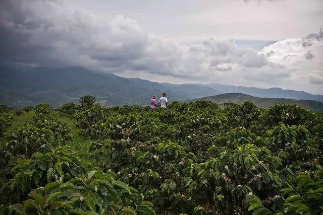 Coffee exports from Colombia to China are on the rise, with production recovering but facing challenges from drought and wildfires