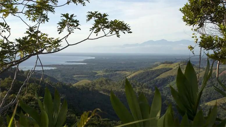 Papua New Guinea Coffee Tasting Guide: The Mystery of Little Blue Mountain and the Decoding of Highland Birds' Paradise Flavors