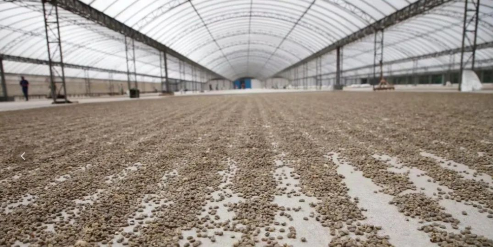 The Secret of Wet-Hulling in Indonesian Mandheling Coffee: A Comprehensive Analysis of Climate Adaptation and Historical Origins