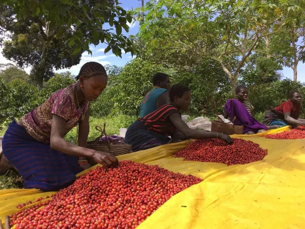 How to distinguish between Ethiopian G1 and G2 coffee beans? A complete guide to the latest 2022 grading system