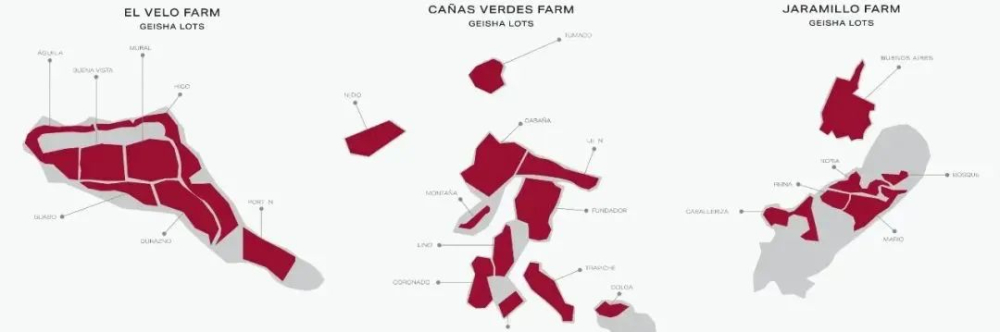 A Complete Guide to Finca El Injerto Geisha: How to Choose Between Red, Green, and Black Labels? The Truth Behind the Discontinuation of the Blue Label 1500