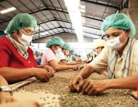 Indonesia may ban raw coffee bean exports！ How will the global supply chain be affected?