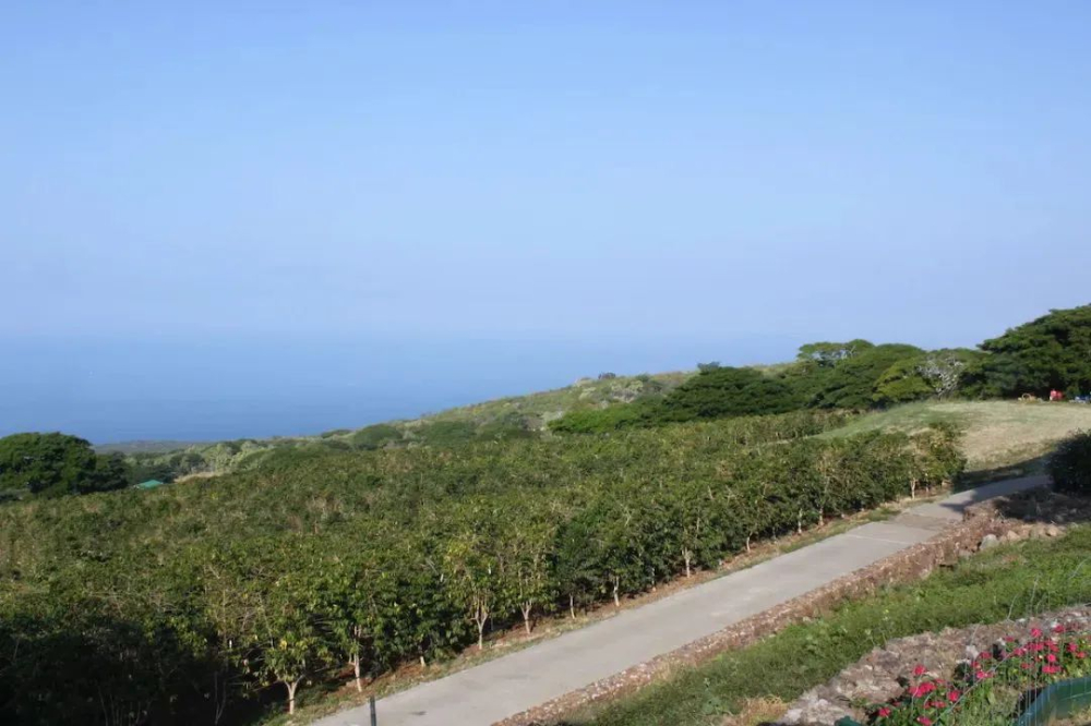 2027 Hawaii Coffee New Labeling Law: How the 51% Origin Threshold Affects Price and Quality?
